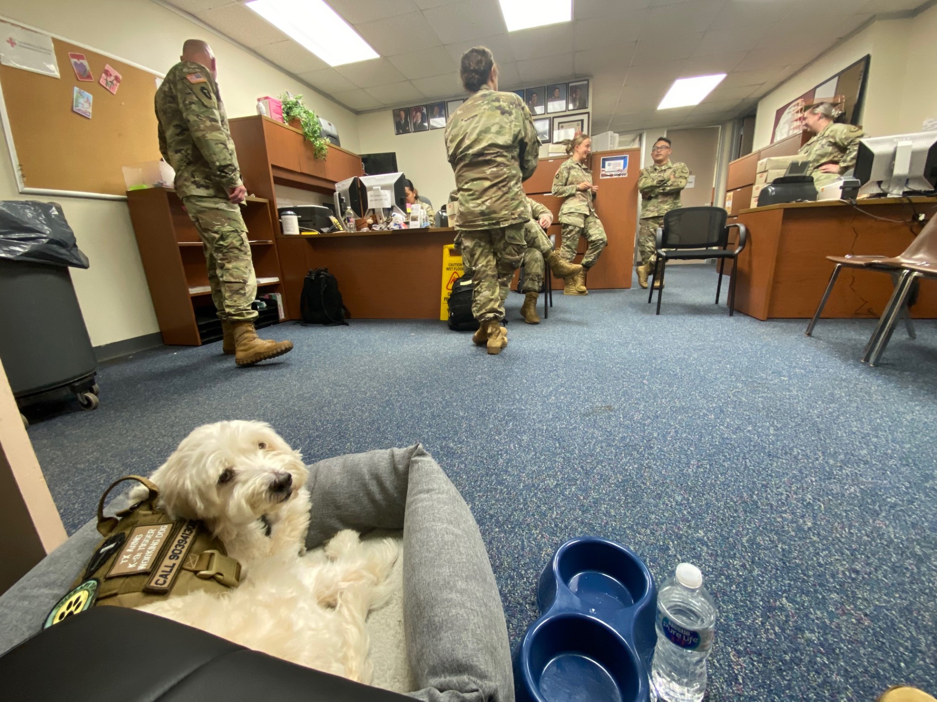 Pet Therapy for PTSD