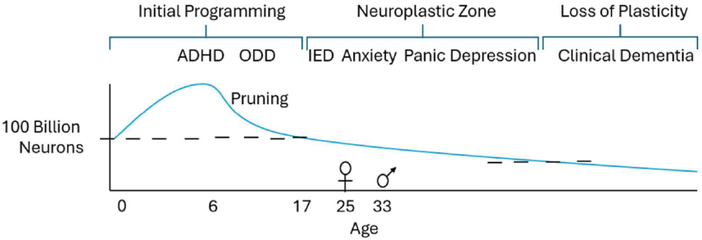 Neuronal development and pruning over time.